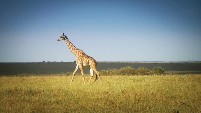 One Giraffe run in Kenya