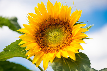 sunflowers against a blue sky and white clouds