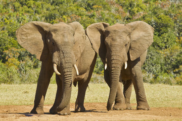 Fototapeta na wymiar Elephant friends