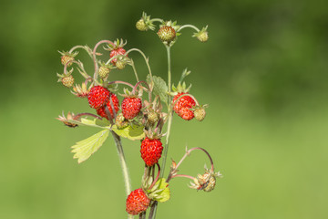 wild strawberry
