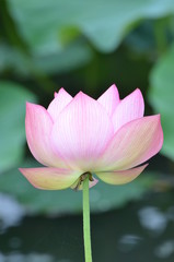 Obraz premium ハスの花