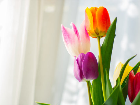 Colorful tulip