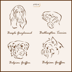 Set of a vector Illustration shows a dog breeds. Beagle Greyhound, Bedlington Terrier, Belgian Griffon