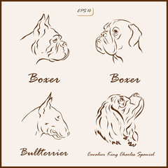 Set of a vector Illustration shows a dog breeds. Boxer, Bullterrier, Cavalier King Charles Spaniel