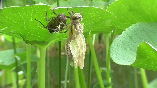 Vierflecklibelle, Libellula quadrimaculata