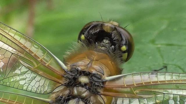 Vierflecklibelle, Libellula quadrimaculata