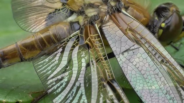 Vierflecklibelle, Libellula quadrimaculata