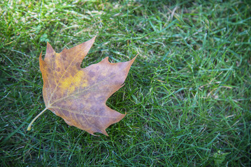 Fallen dry leaf on grass