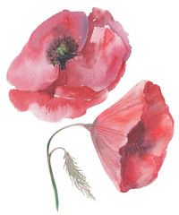 illustration watercolor flowers sketch retro poppy