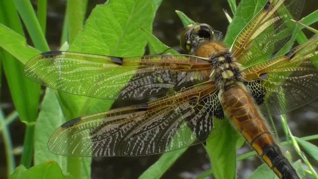 Vierflecklibelle, Libellula quadrimaculata