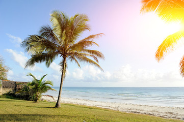 Fototapeta premium Palm trees at the beach