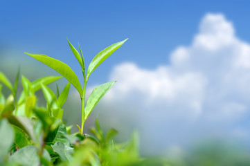 Fototapeta na wymiar Tea leaves on blue sky background