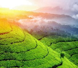 Fototapety  Tea plantation highlands
