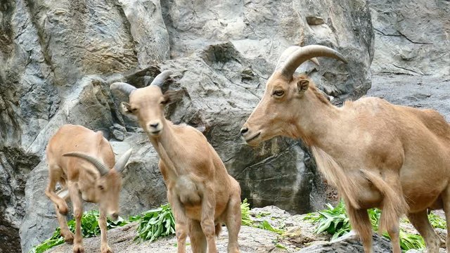 brown barbary sheep standing on stone mountain

