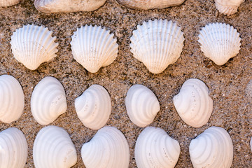 wall of the seashell facade