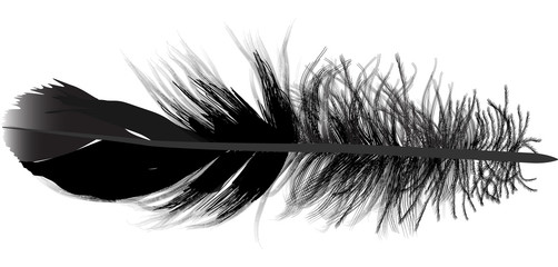 Obraz premium feather single black silhouette top view