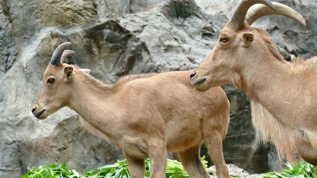 brown barbary sheep standing on stone mountain

