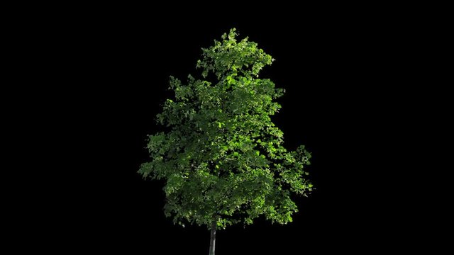 High quality 10bit footage of tree on the wind with Alpha Channel.  Made from 14bit RAW.