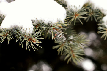 winter fir tree sunlight