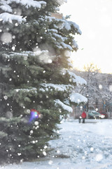 winter fir tree snow