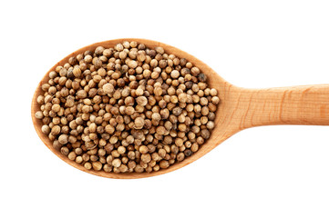 Coriander seeds on wooden spoon isolated on white background.