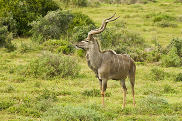 Naklejka na ściany i meble Alert large kudu