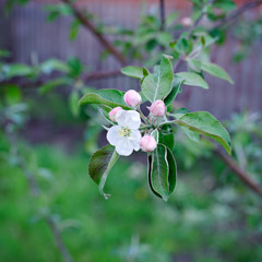 Branch of Apple blossoms, close-up, square.