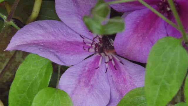 cl&eacute;matite en fleur