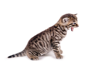 Junge Katze seitlich, miauend © grafikplusfoto