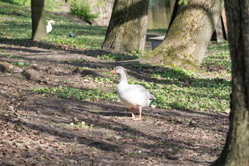 Goose at farm