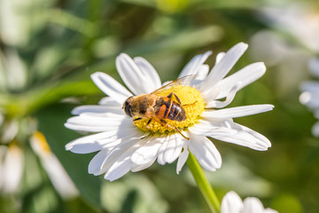 Obraz premium margeriten