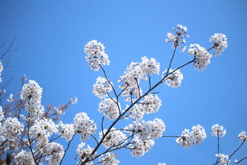 Cheery blossom, Kyoto, Japan