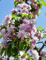 Цветение сакуры