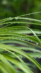 Water Droplets on Leaves