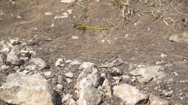 Dragonfly  flies off from the ground. Slow motion video footage 1080p, high speed camera480 fps