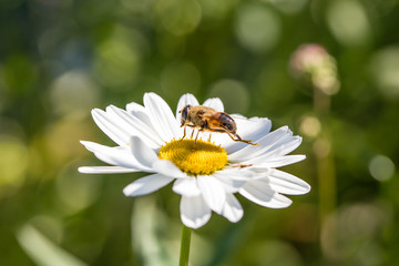 Obraz premium biene auf margerite
