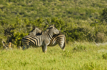 Zebras standing in long green grass