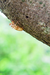 Cicada shell over dry lichen on tree