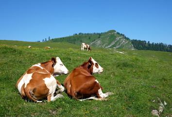 Fototapeta na wymiar Kühe auf der Postalm im Salzkammergut
