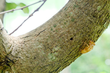 Obraz premium Cicada shell over dry lichen on tree