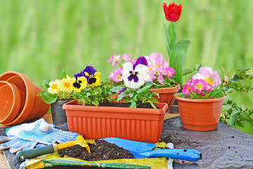 Planting flowers, flower pots, potting soil, trowel, work gloves and plants on a table outdoors.