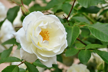 White rose in the garden closeup