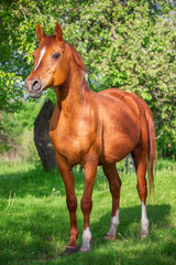 Naklejka na ściany i meble Red Arabian horse in the garden