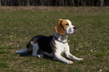 dog breed beagle