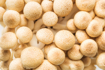 Fototapeta na wymiar brown shimeji mushrooms