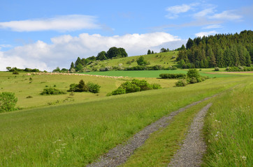 Obraz premium grasende Schafherde in Thüringen (Rhön)