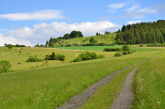 grasende Schafherde in Thüringen (Rhön)