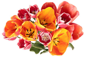 Tulips