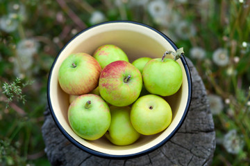 Harvest organic apple.
