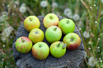 Harvest organic apple.